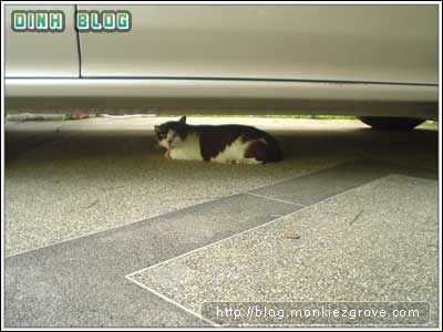 bottomcar-cat1