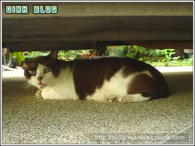 bottomcar-cat2